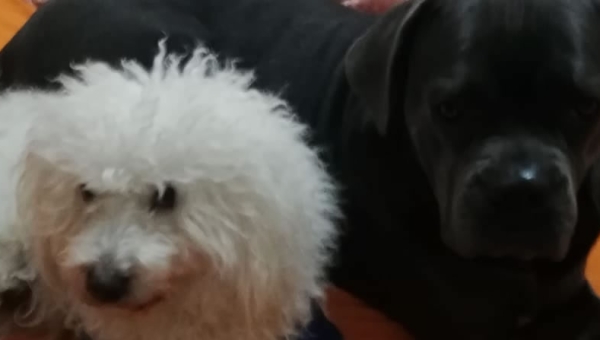 İstanbul Evde Köpek Bakım Hizmeti