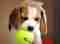 Mydogin Köpek Oteli